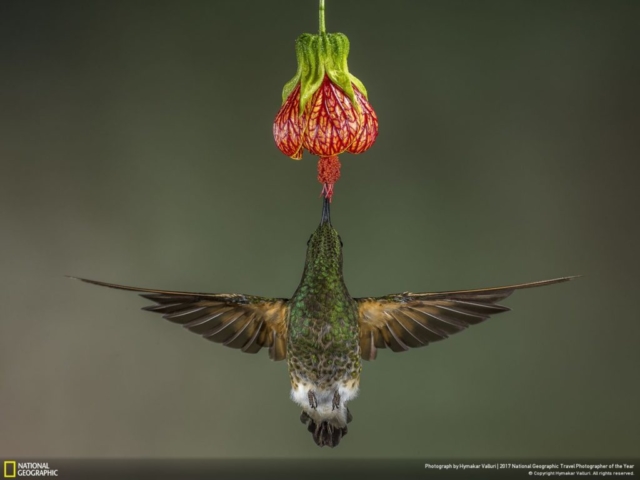 buff tailed coronet, people choice, category nature