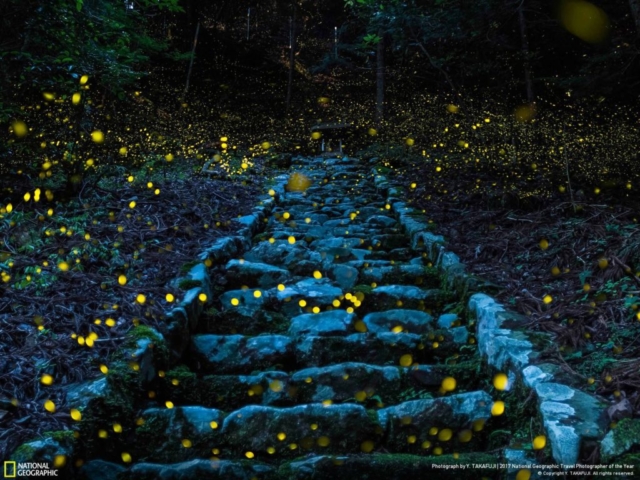 forest of the fairy, honorable, category nature