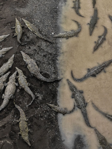 Crocodiles at Rio Tarcoles, third place, category nature