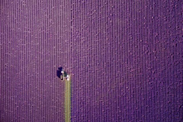 1st Prize Winner – Nature: Provence, summer trim by jcourtial